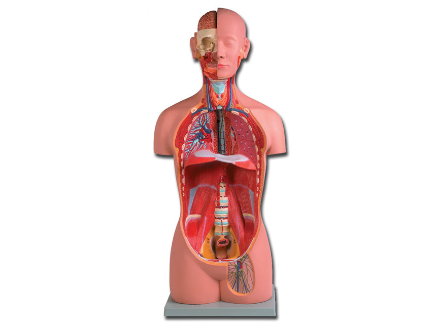 TORSO UNI-SEX - 16 parti