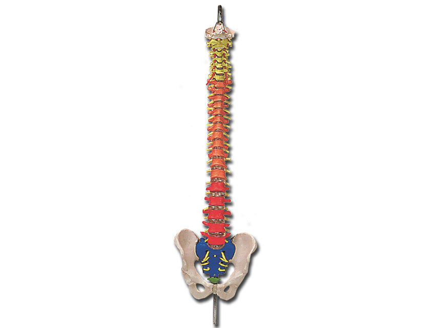 MOD. COLONNA VERTEBRALE con codice colori