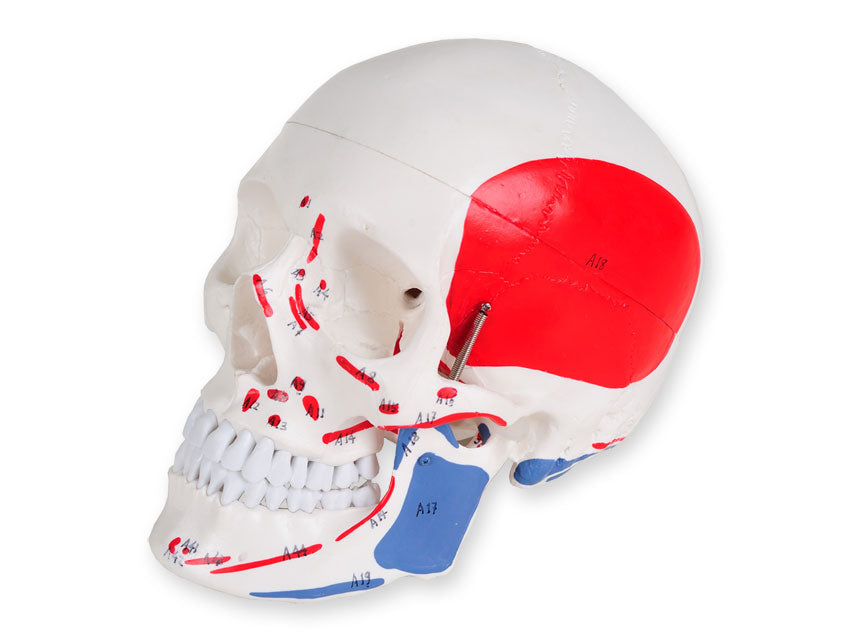 MODELLO CRANIO LINEA "VALUE" - 1X - 3 parti - numerato