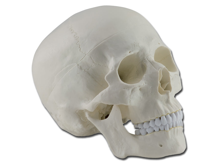 MODELLO CRANIO - 1X - 3 parti