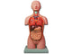 MINI TORSO - 16 parti