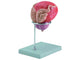 MODELLO VESCICA + PROSTATA - 2 parti - 3X