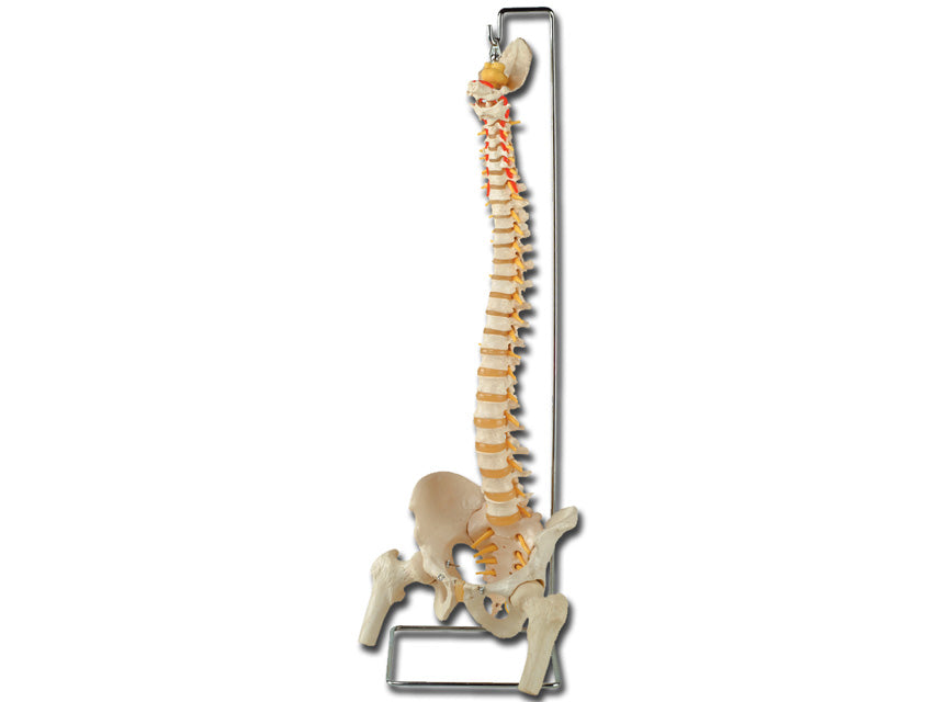 MOD. COLONNA VERTEBRALE CON FEMORI