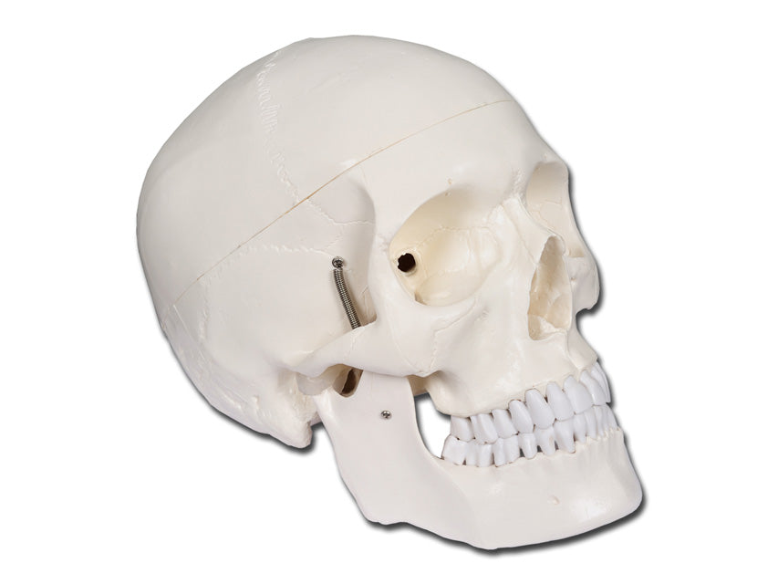 MODELLO CRANIO LINEA "VALUE" - 1X - 3 parti