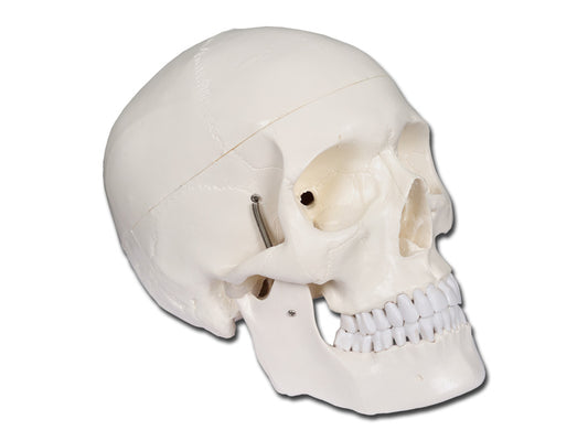 MODELLO CRANIO LINEA "VALUE" - 1X - 3 parti