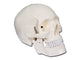 MODELLO CRANIO LINEA "VALUE" - 1X - 3 parti