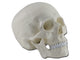 MODELLO CRANIO - 1X - 3 parti