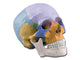MODELLO CRANIO - 1X - 3 parti - colorato