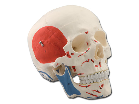 MODELLO CRANIO - 1X - 3 parti - muscolare